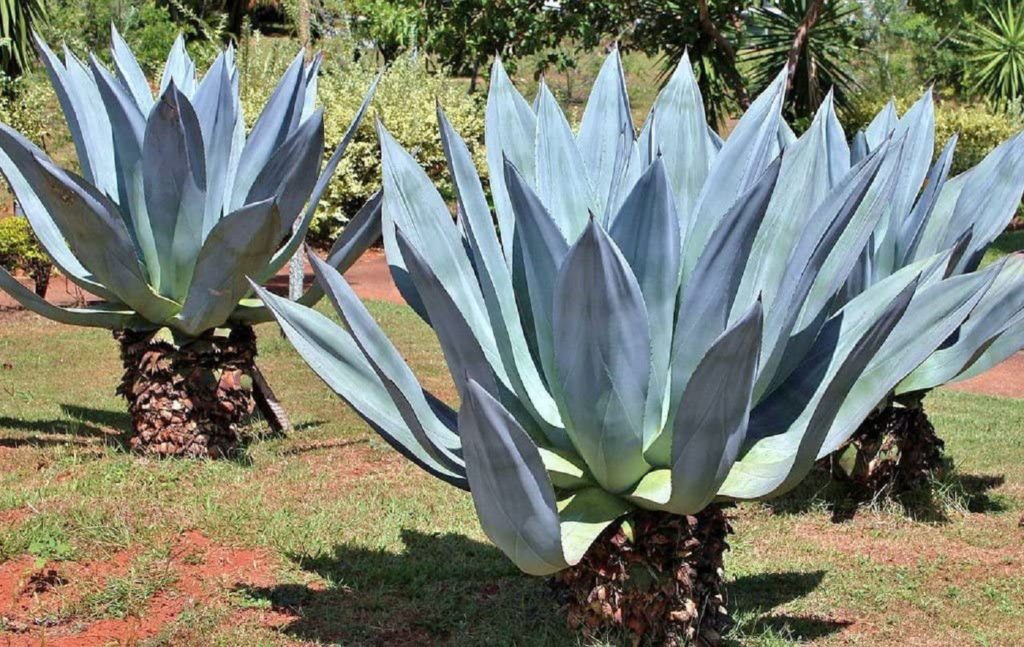 Agave Americana Guia Completo Desta Suculenta