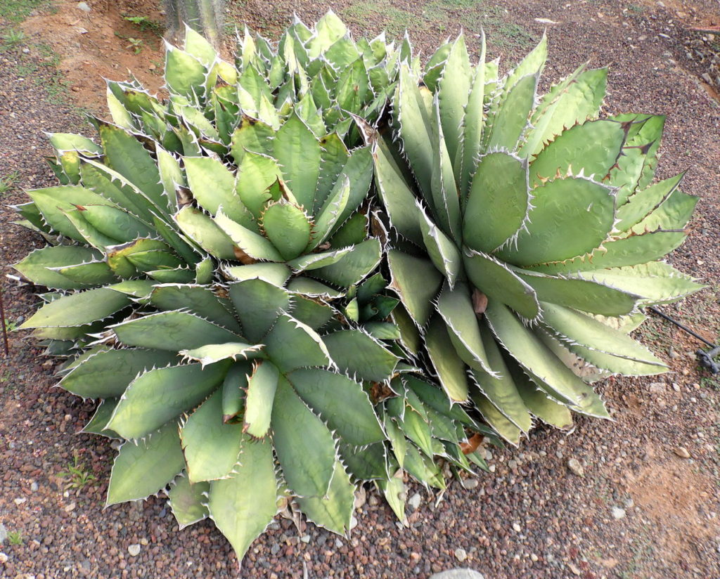 Agave Titanota: Tudo Sobre Essa Suculenta