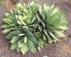 Agave Titanota Tudo Sobre Essa Suculenta