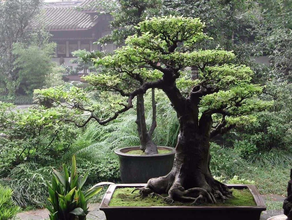 Lindo Bonsai de Baobá