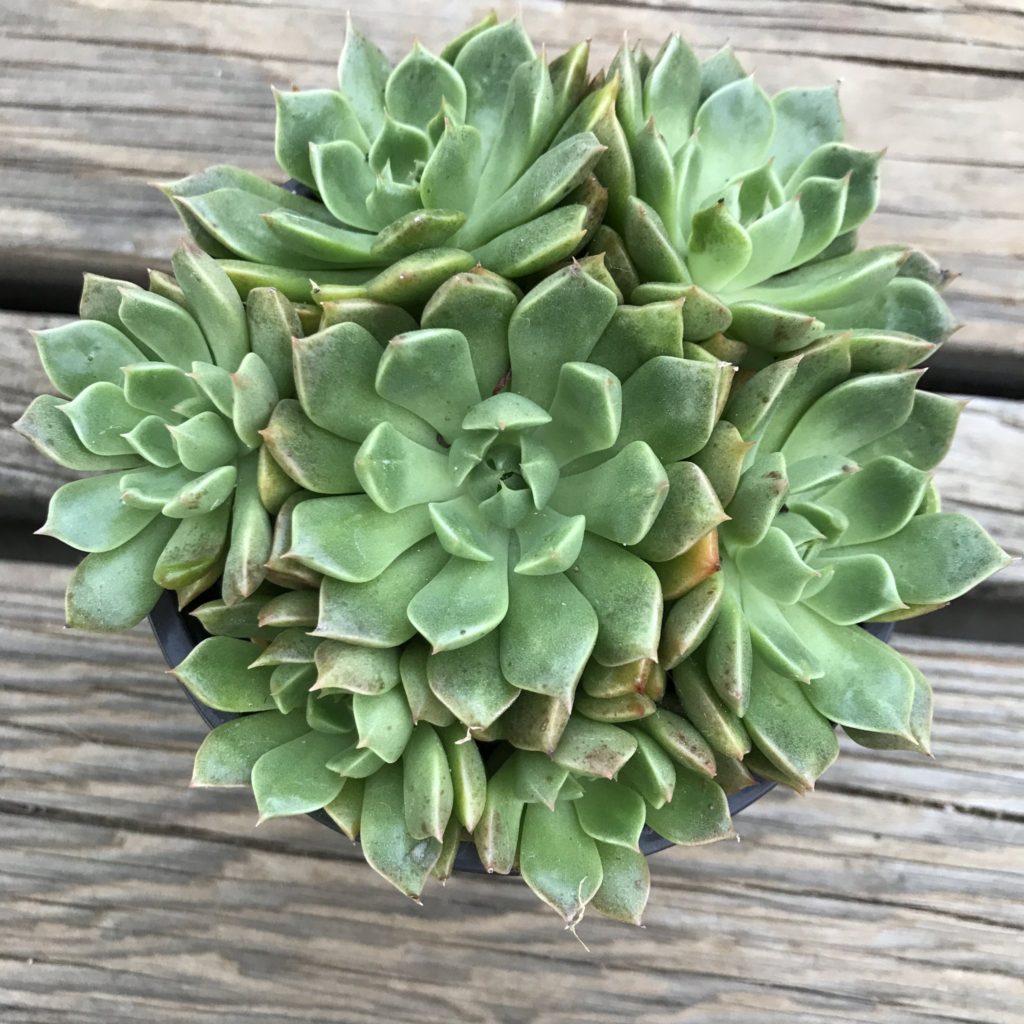 Echeveria Gilva Guia Completo Desta Suculenta