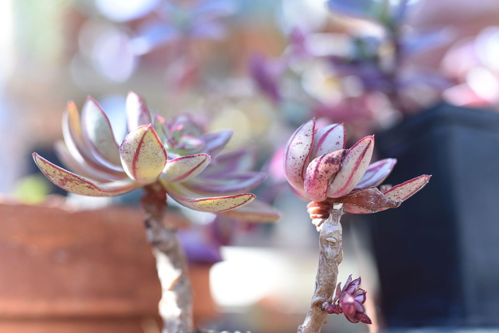 Echeveria Nodulosa Um Guia Completo