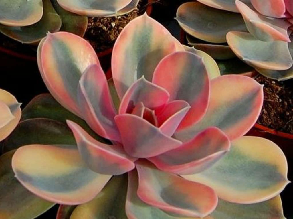 Echeveria Rainbow Tudo Sobre Essa Suculenta Guia Das Suculentas 7757