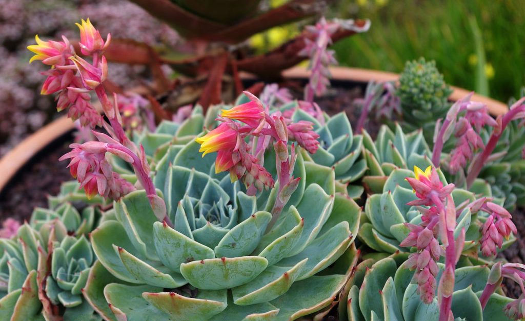 Echeveria Secunda: O Guia Completo Desta Planta