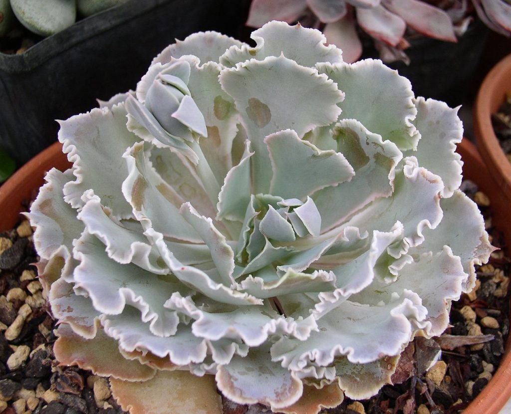 Echeveria Shaviana Tudo Sobre Essa Suculenta