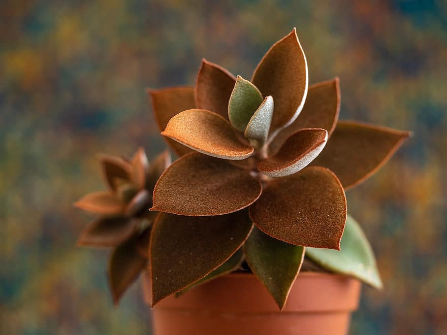 Kalanchoe Orgyalis Tudo Sobre Essa Suculenta