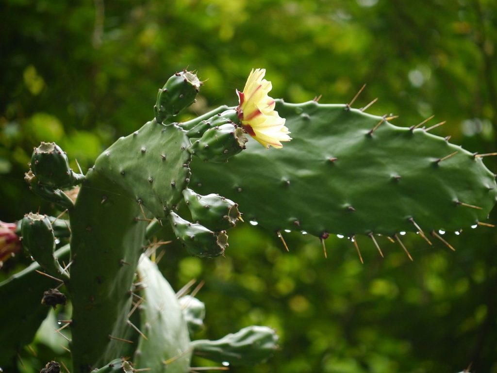 Opuntia Monacantha Tudo Sobre Esse Cacto