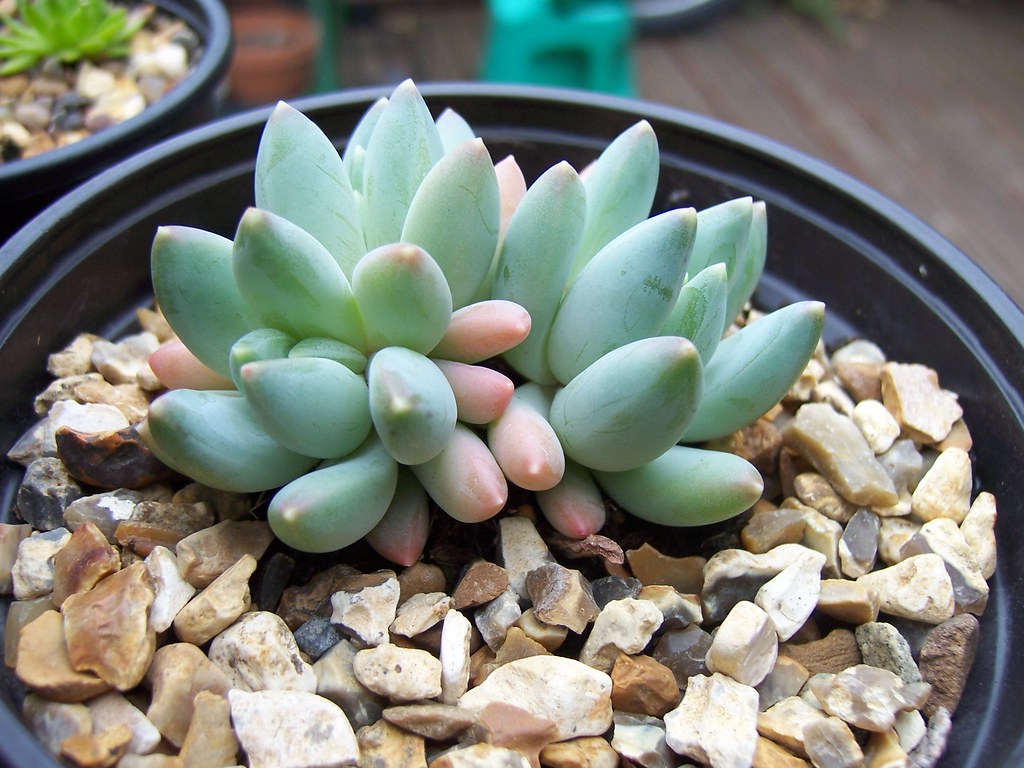 Pachyphytum Compactum Tudo Sobre Essa Planta