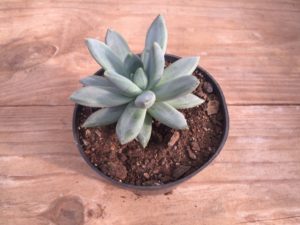 Pachyphytum Hookeri Guia Completo Desta Planta