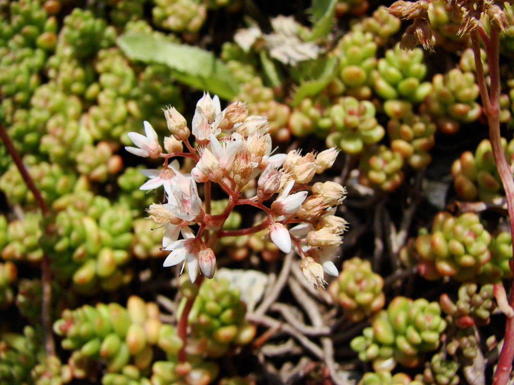 Sedum Album Tudo Sobre Essa Suculenta