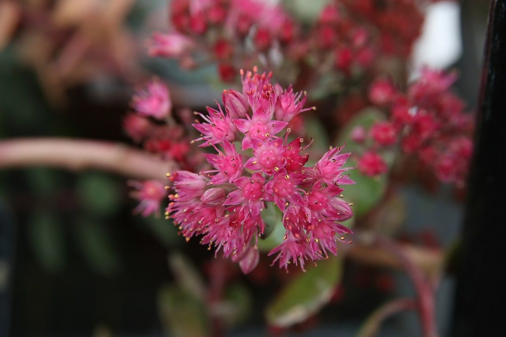 Sedum Cauticola Tudo Sobre Essa Suculenta