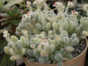 Sedum Mocinianum Tudo Sobre Essa Suculenta