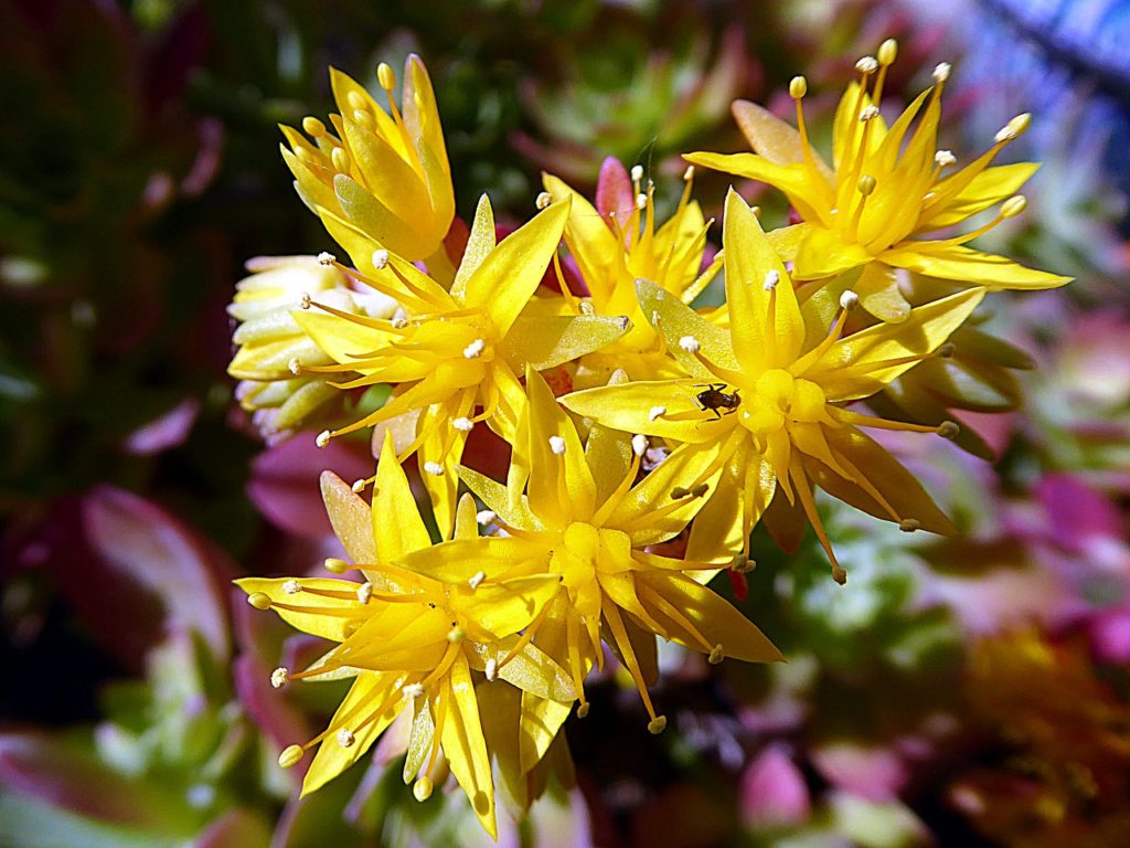 Sedum Palmeri O Guia Completo Desta Suculenta