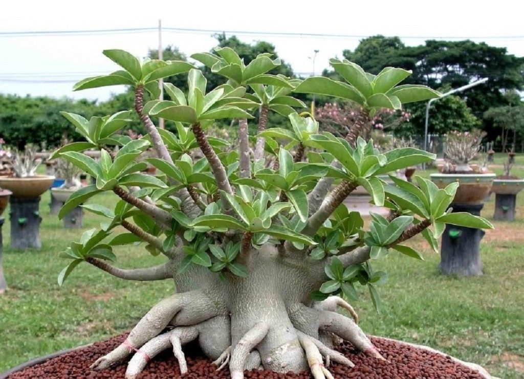 Adenium Arabicum Um Guia Completo Desta Planta