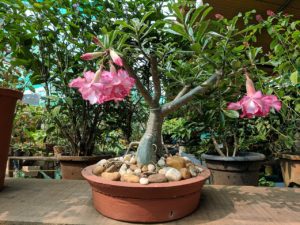 Adenium Obesum Guia Completo Desta Suculenta