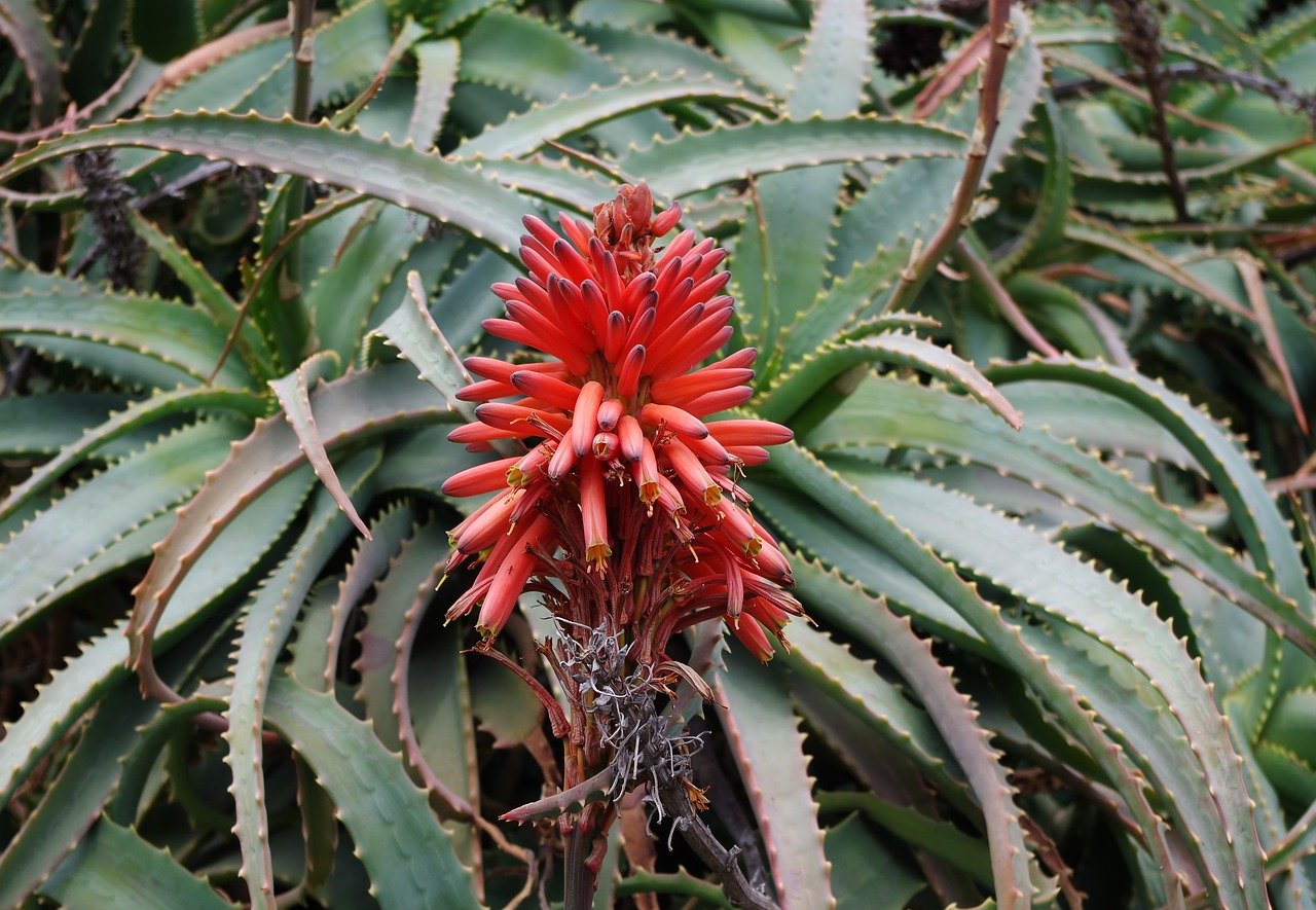 Aloe Arborescens Guia Completo Desta Suculenta Guia Das Suculentas 4345