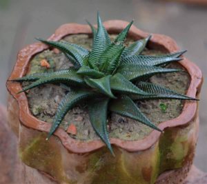 Aloe Aristata Saiba Tudo Sobre Essa Suculenta
