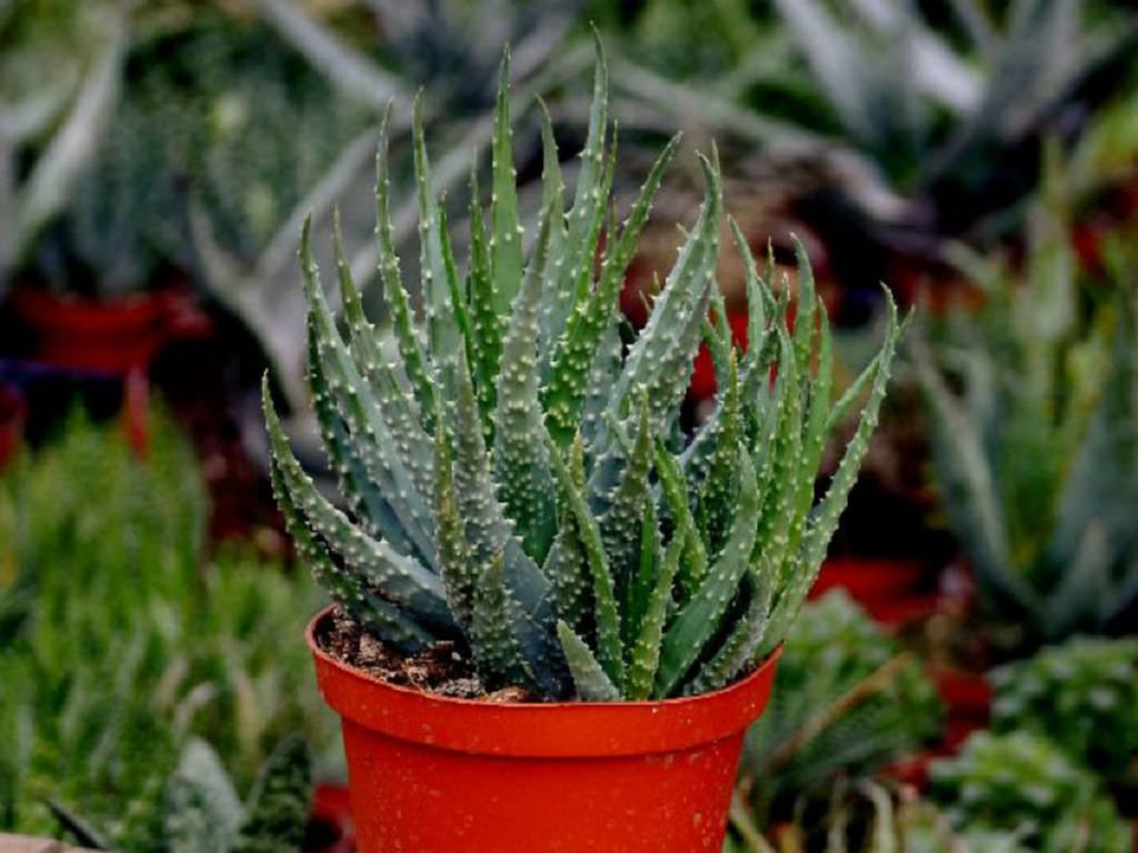 Aloe Humilis Um Guia Completo Desta Suculenta