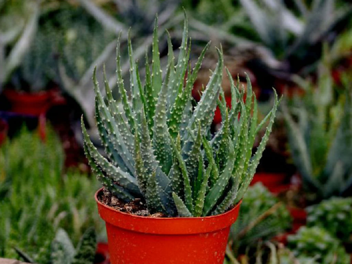 Aloe Humilis Um Guia Completo Desta Suculenta