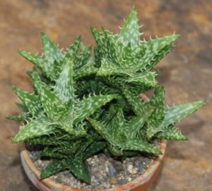 Aloe Juvenna Um Guia Completo Desta Suculenta