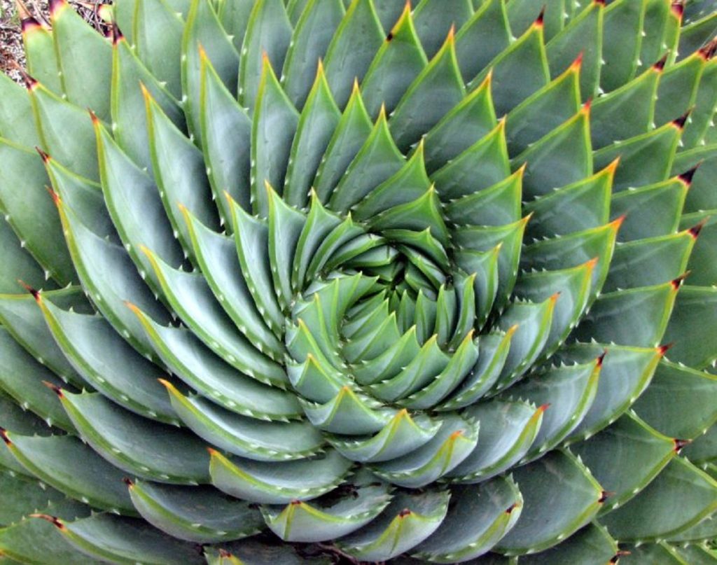 Aloe Polyphylla: Tudo Sobre Essa Suculenta 