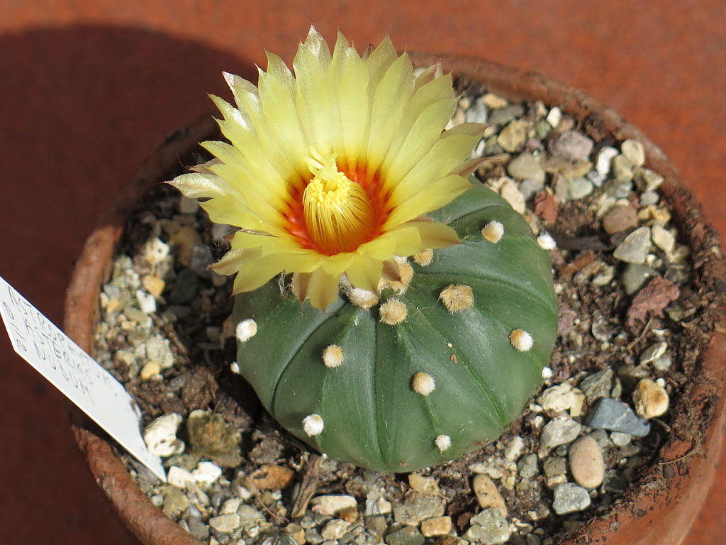 Astrophytum Asterias Tudo Sobre Esse Cacto