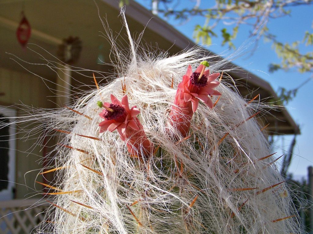 Cacto Cabeça de Velho Tudo Sobre Essa Planta