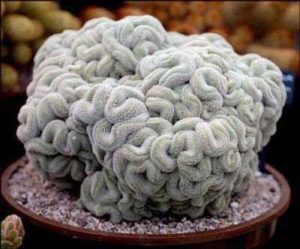 Cacto Cérebro Um Guia Completo Desta Planta