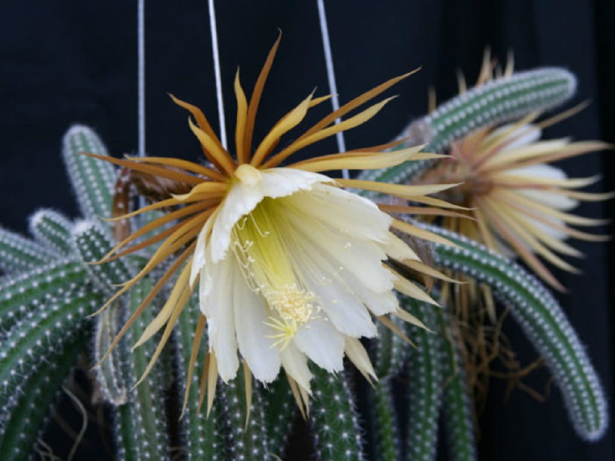 Cacto Samambaia Saiba Tudo Sobre Essa Planta