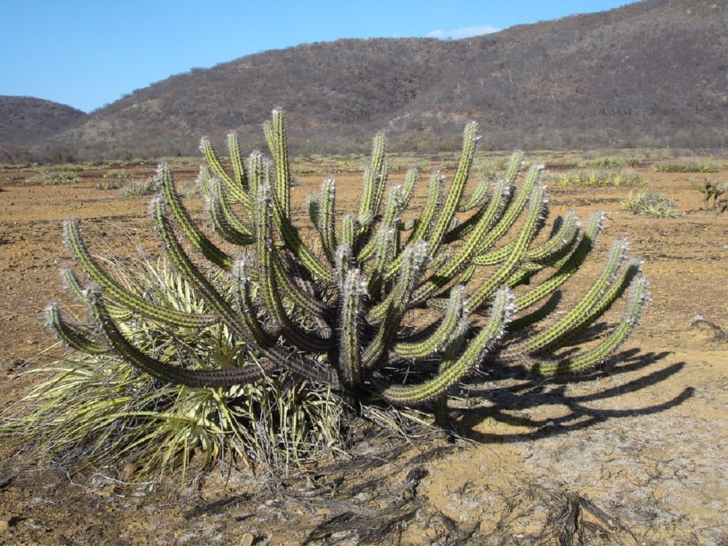 Cacto Xique Xique Saiba Tudo Sobre Essa Planta