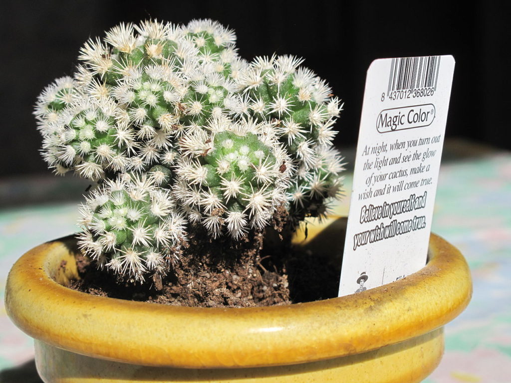 Cactos Pequenos: Mammillaria Gracilis