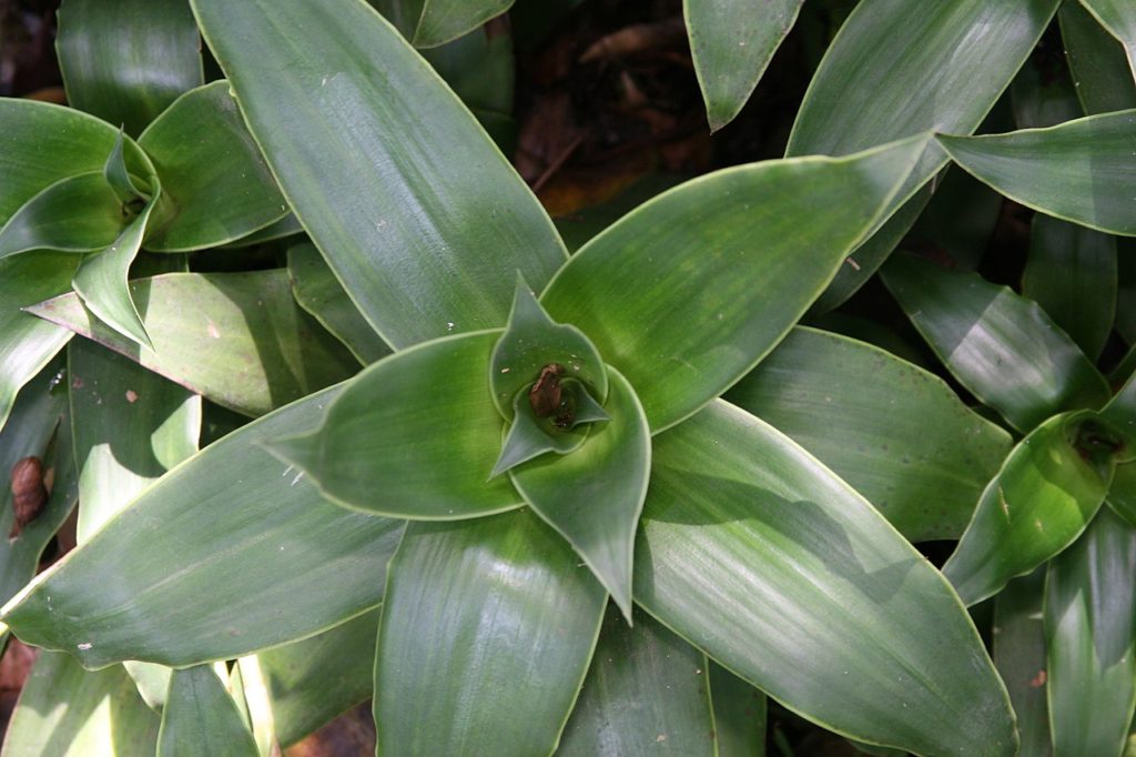 Callisia Fragrans: Saiba Tudo Sobre Essa Planta