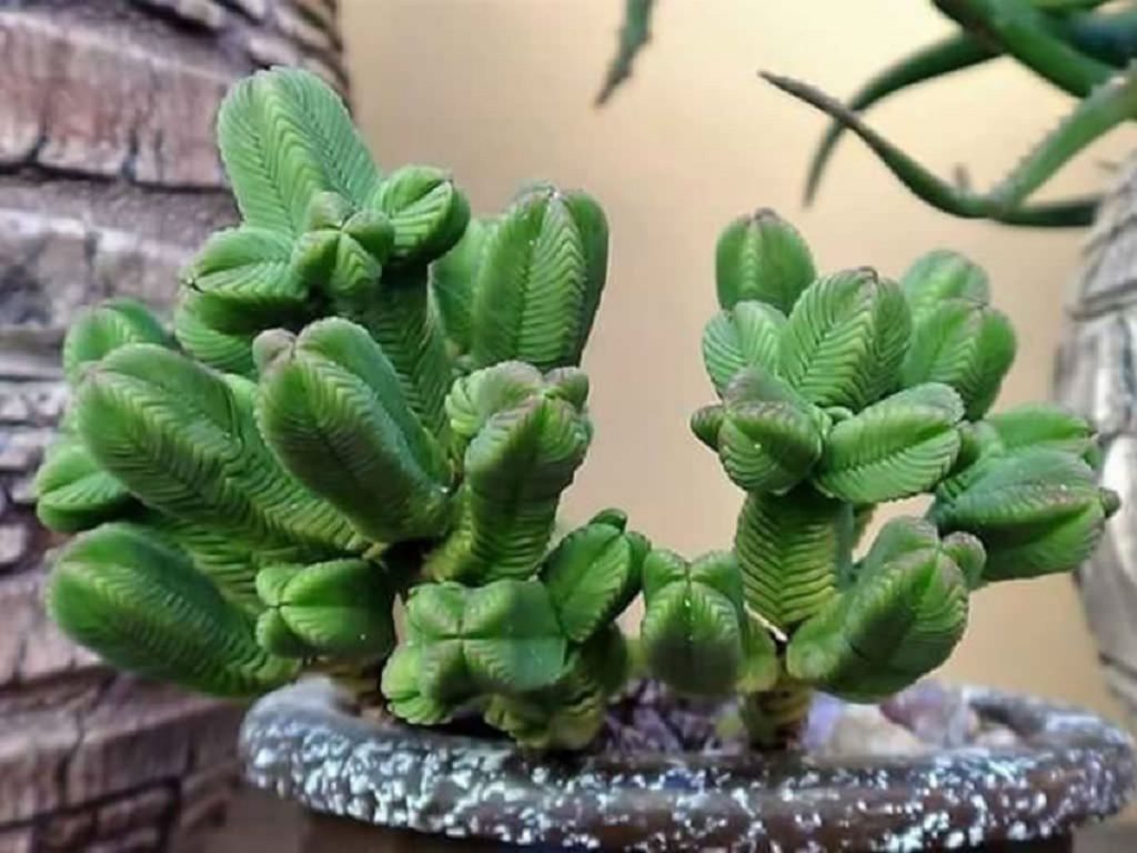 Crassula Pyramidalis: Tudo Sobre Essa Suculenta 