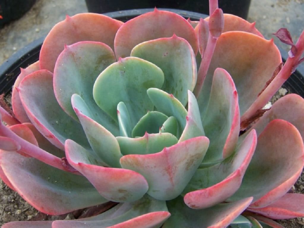 Echeveria Blue Sky: Tudo Sobre Essa Suculenta