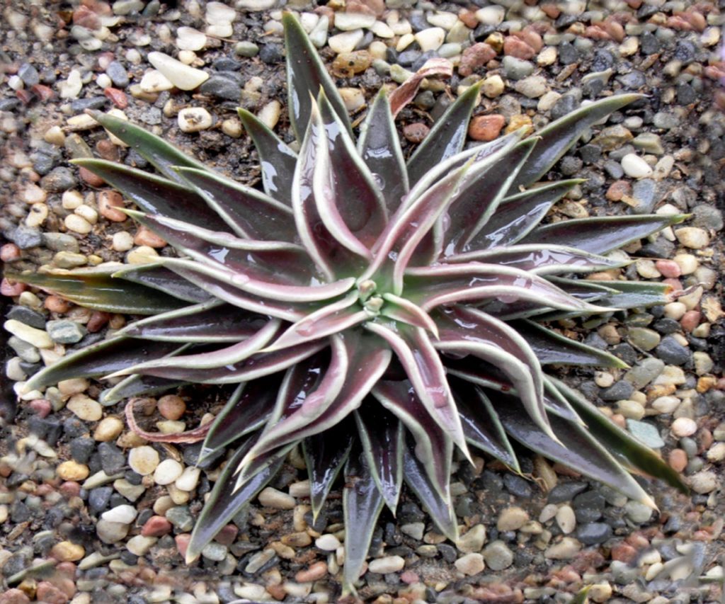 Echeveria Lutea Saiba Tudo Sobre Essa Suculenta