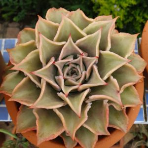 Echeveria Madiba Tudo Sobre Essa Suculenta