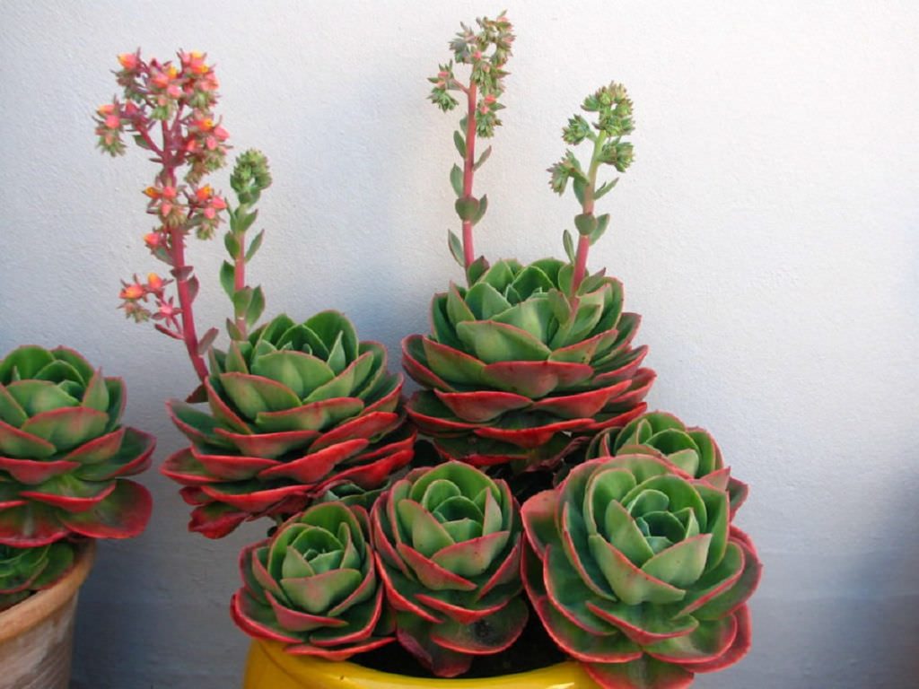 Echeveria Mandala Guia Completo Desta Suculenta