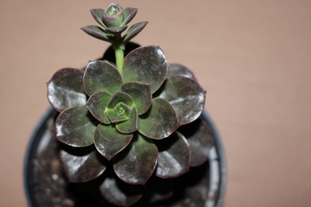 Echeveria Melaco Tudo Sobre Essa Suculenta