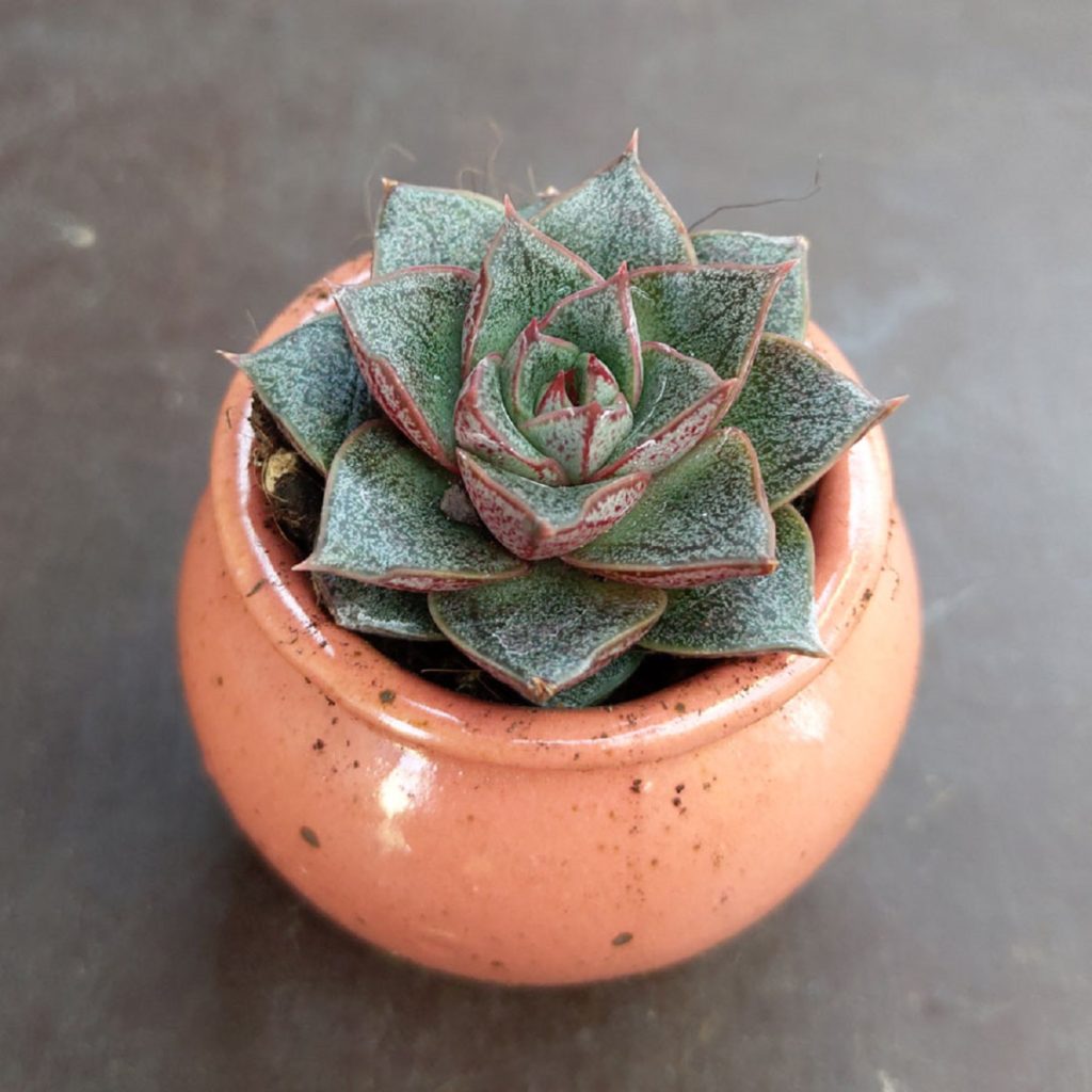 Echeveria Purpusorum Guia Completo Desta Planta