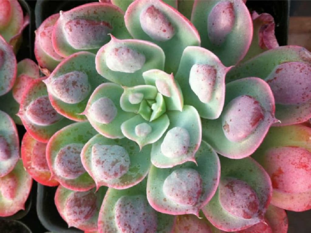 Echeveria Raindrops Tudo Sobre Essa Suculenta