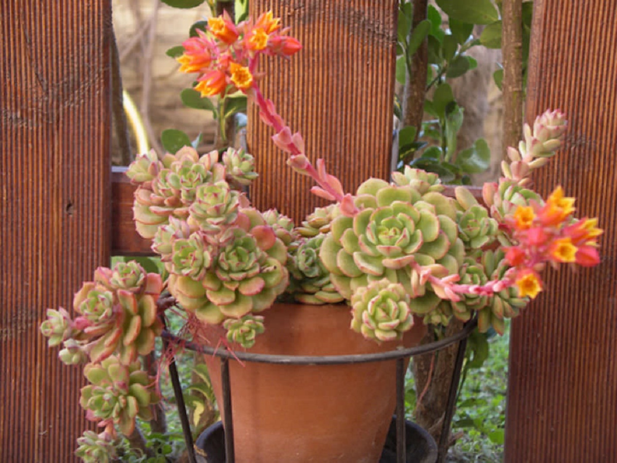 Echeveria Victor Guia Completo Desta Suculenta