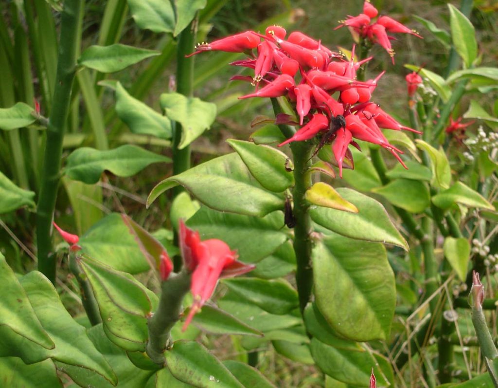 Euphorbia Tithymaloides Um Guia Completo