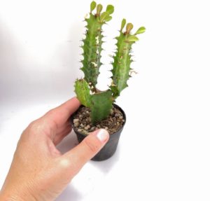 Euphorbia Trigona Tudo Sobre Essa Suculenta