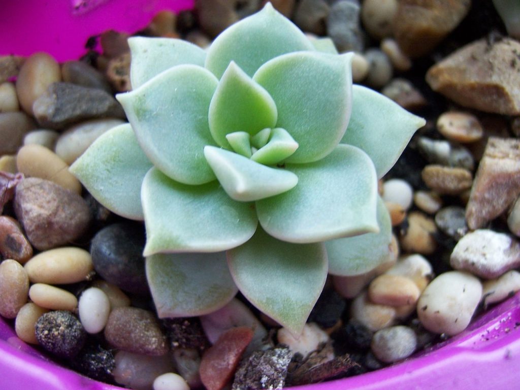 Graptoveria Titubans: Guia Completo Desta Planta