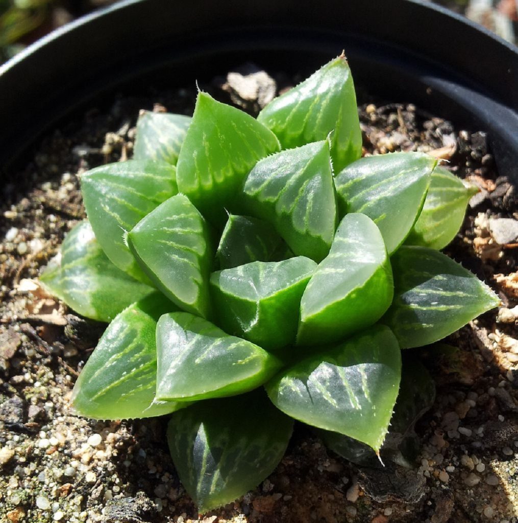 Haworthia Retusa: Guia Completo Desta Suculenta 