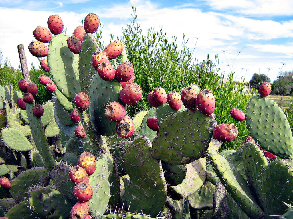 Opuntia Ficus Indica Tudo Sobre Esse Cacto