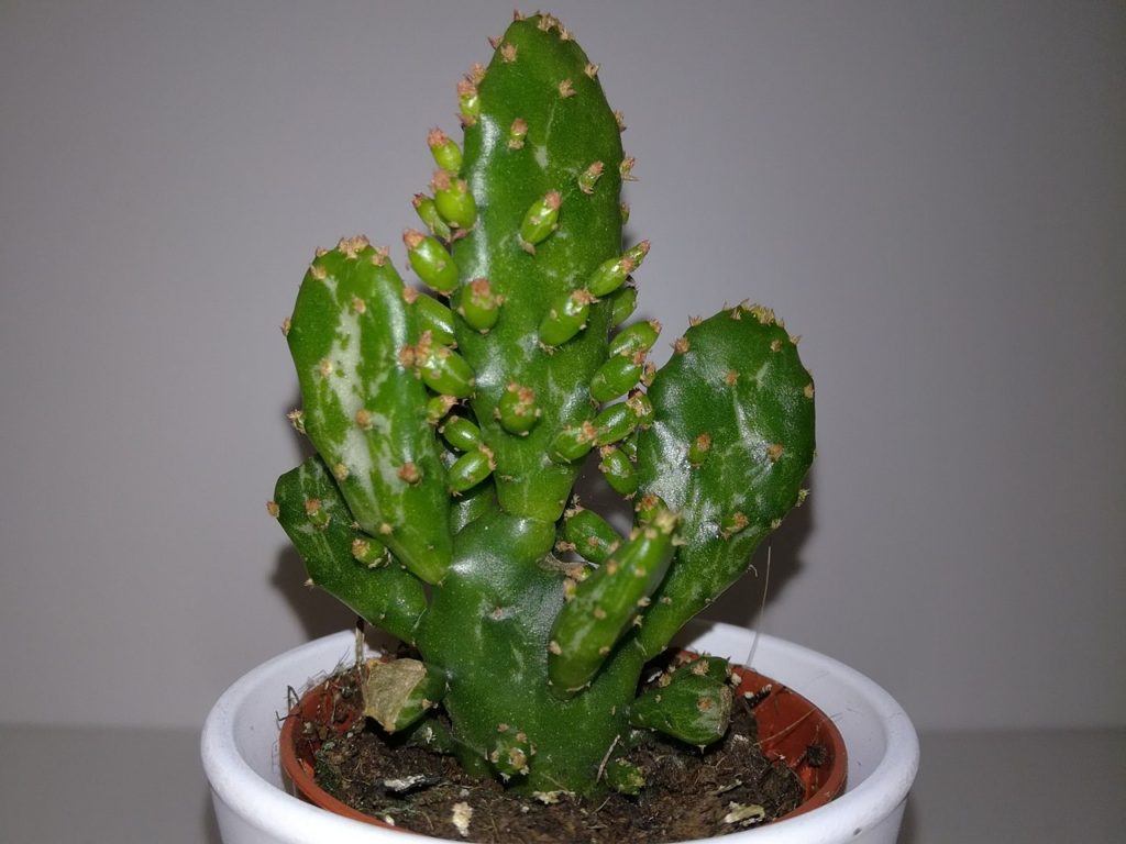 Pera Espinhosa Caída (Opuntia Monacantha)