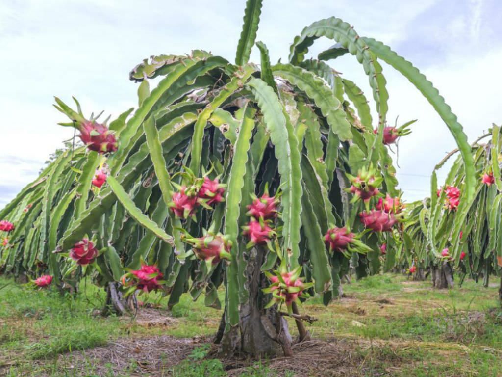 Pitaia Branca Um Guia Completo Desta Planta