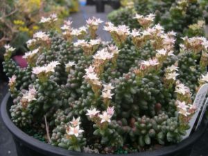 Sedum Furfuraceum Tudo Sobre Essa Suculenta
