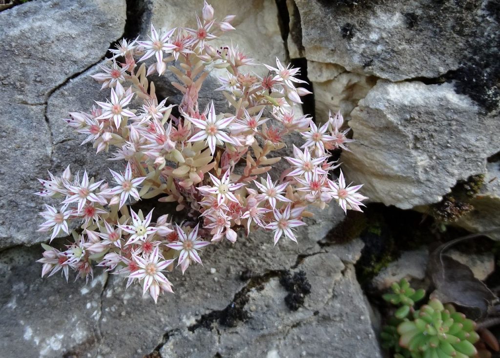 Sedum Hispanicum Guia Completo Desta Suculenta